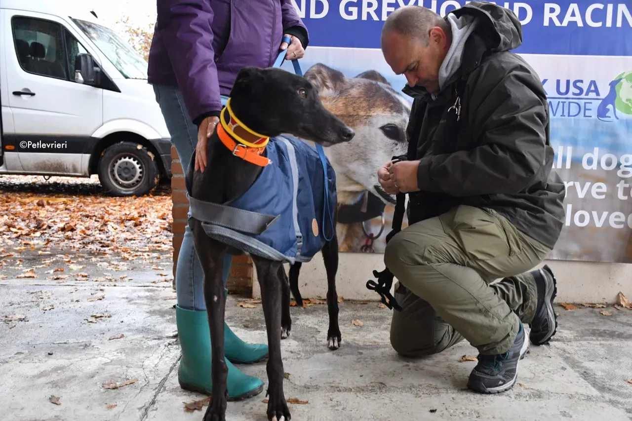 hubbard adozione levrieri greyhound 6