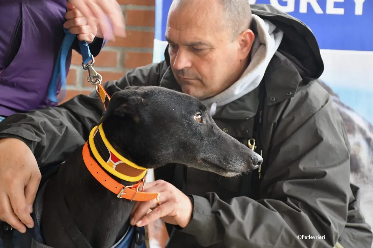 hubbard adozione levrieri greyhound 10