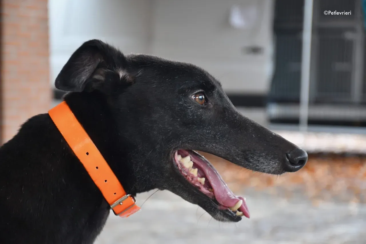 hubbard adozione levrieri greyhound 13
