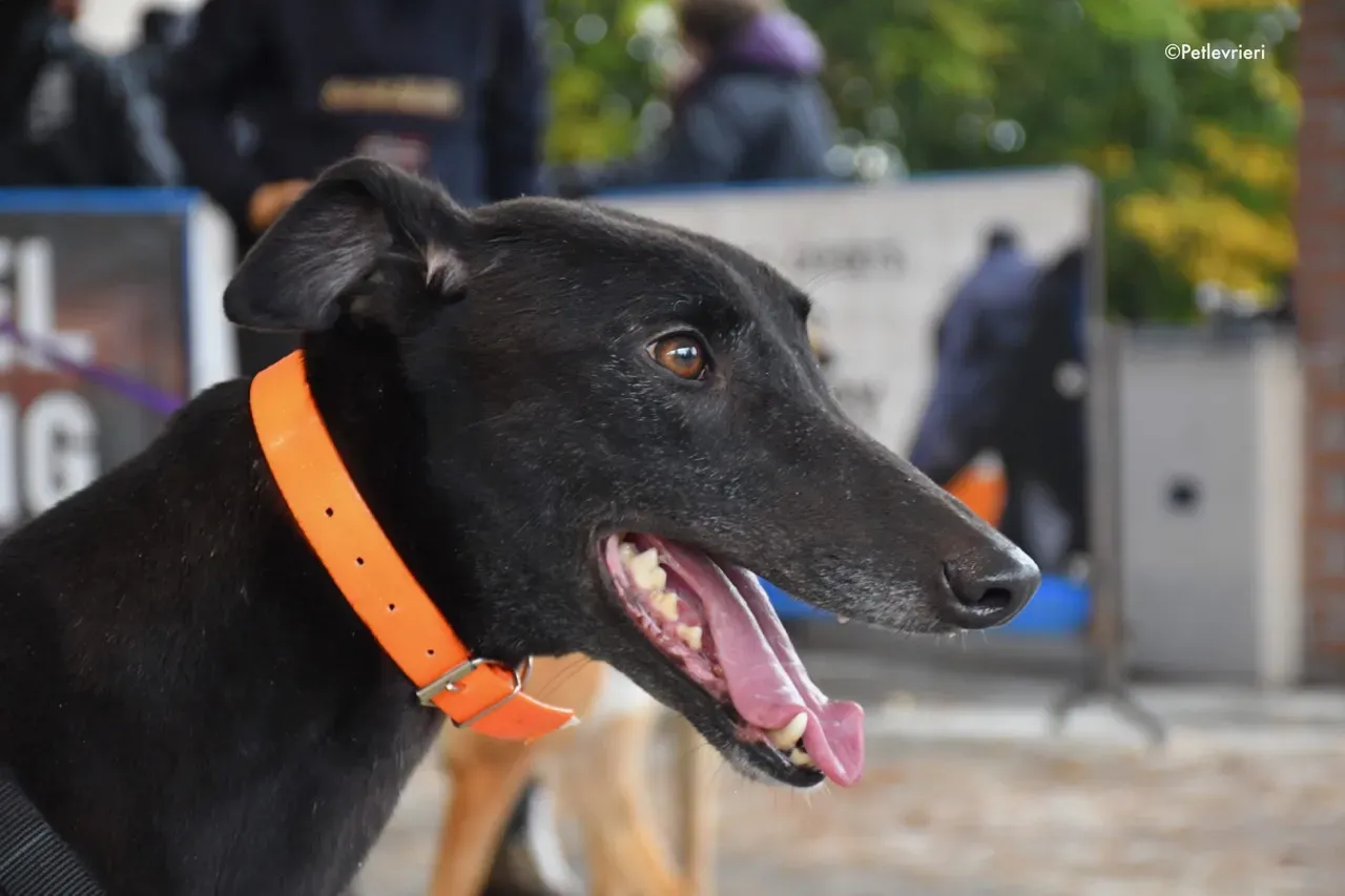 hubbard adozione levrieri greyhound 14