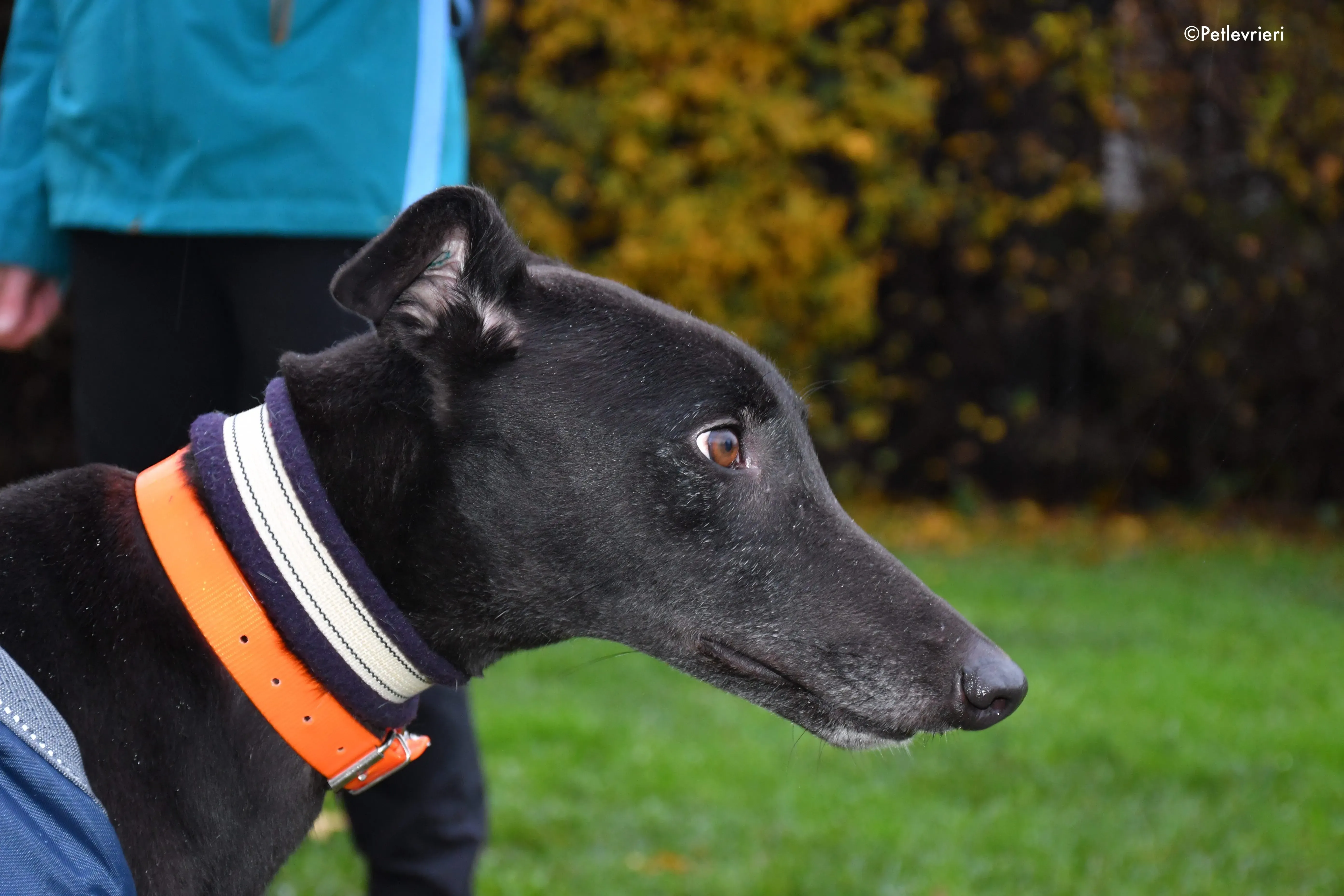 hubbard adozione levrieri greyhound 1