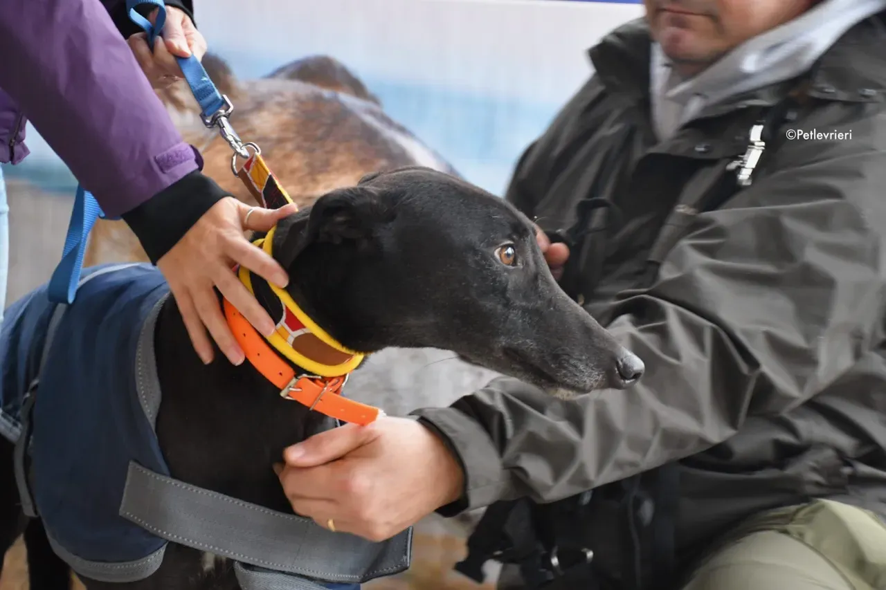 hubbard adozione levrieri greyhound 5 1