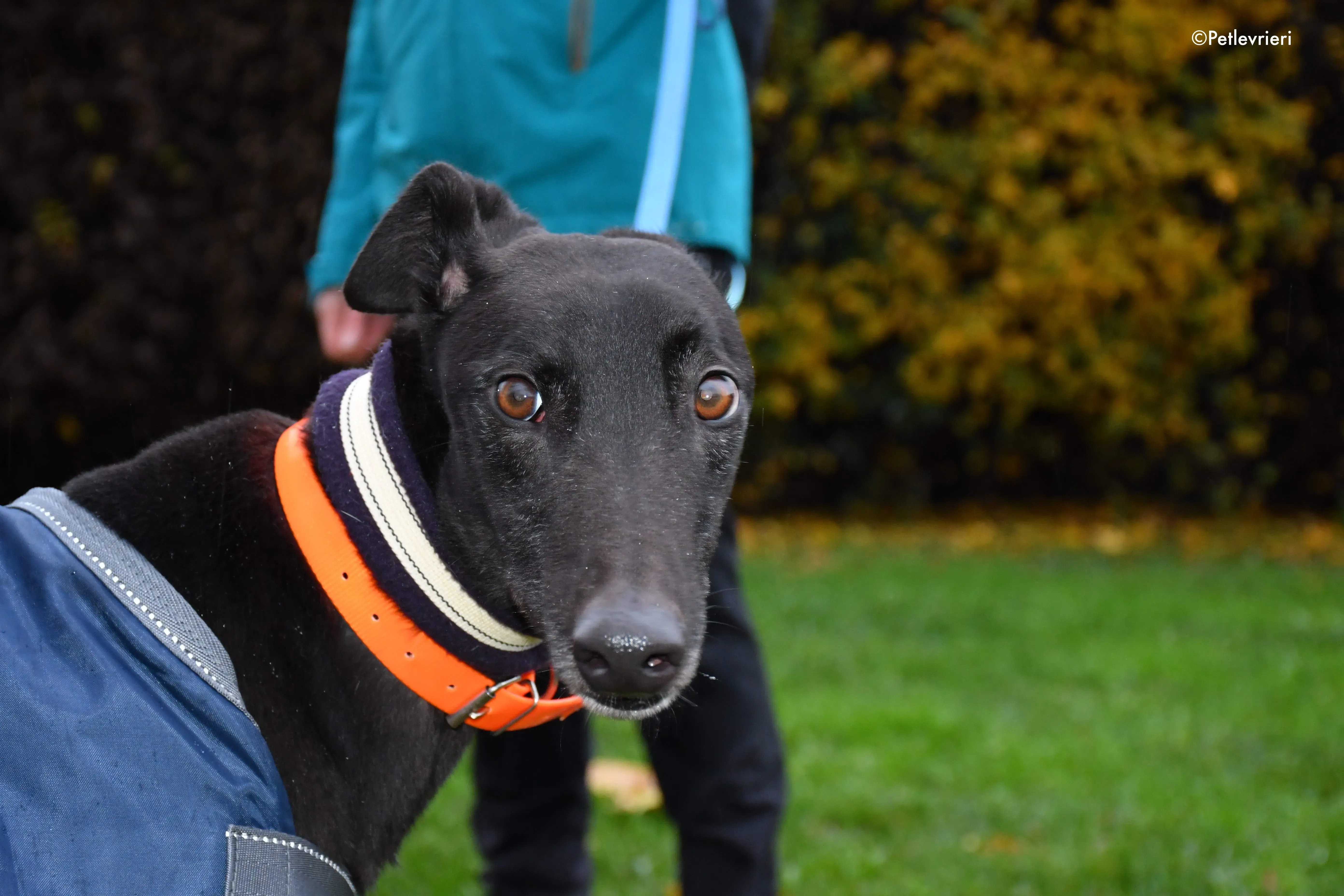 hubbard adozione levrieri greyhound 2