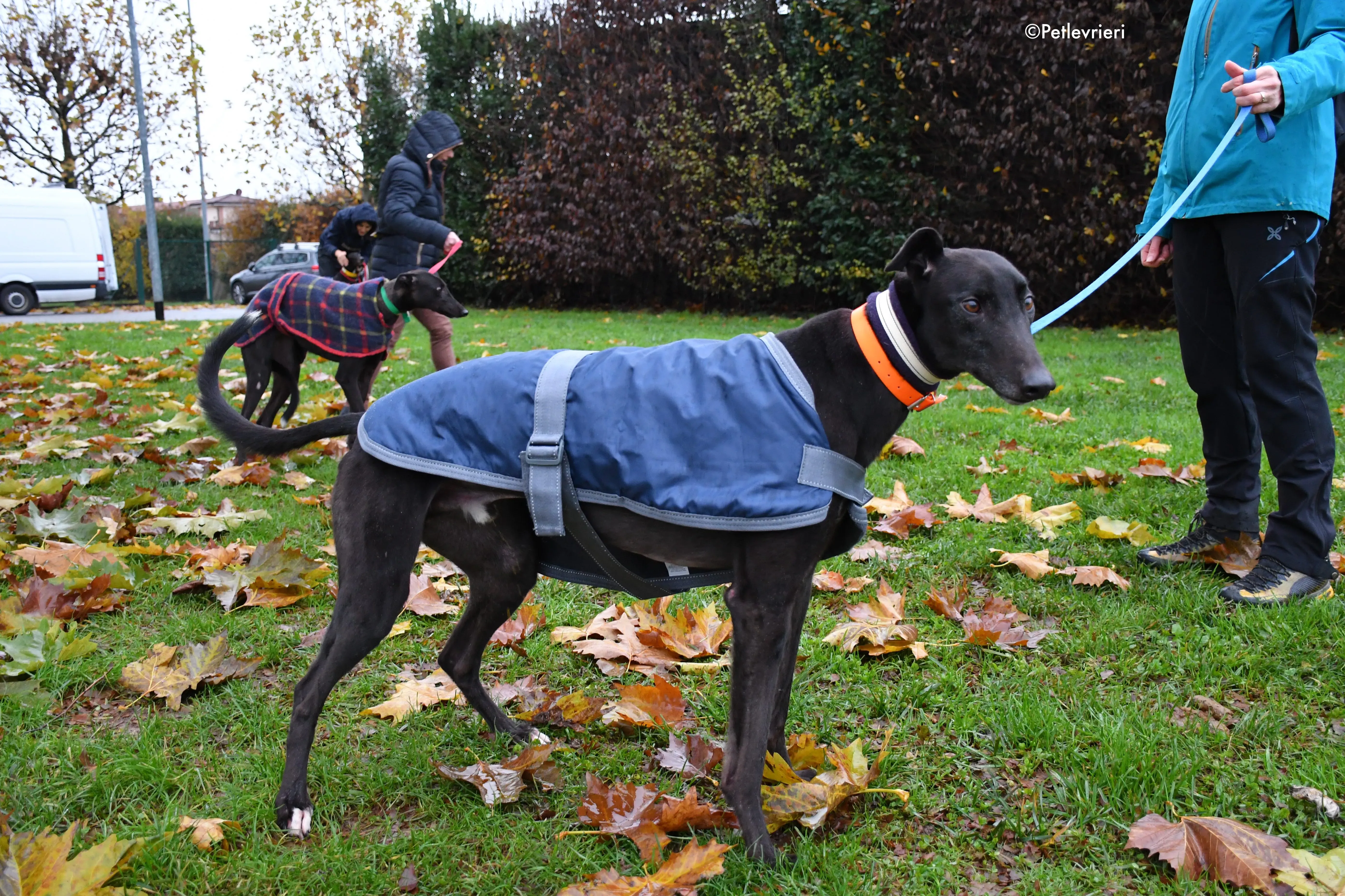 hubbard adozione levrieri greyhound 3