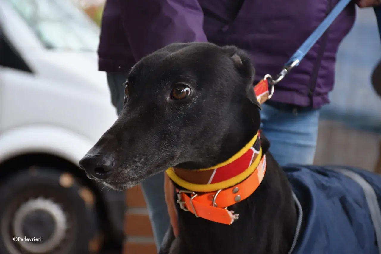 hubbard adozione levrieri greyhound 7 1