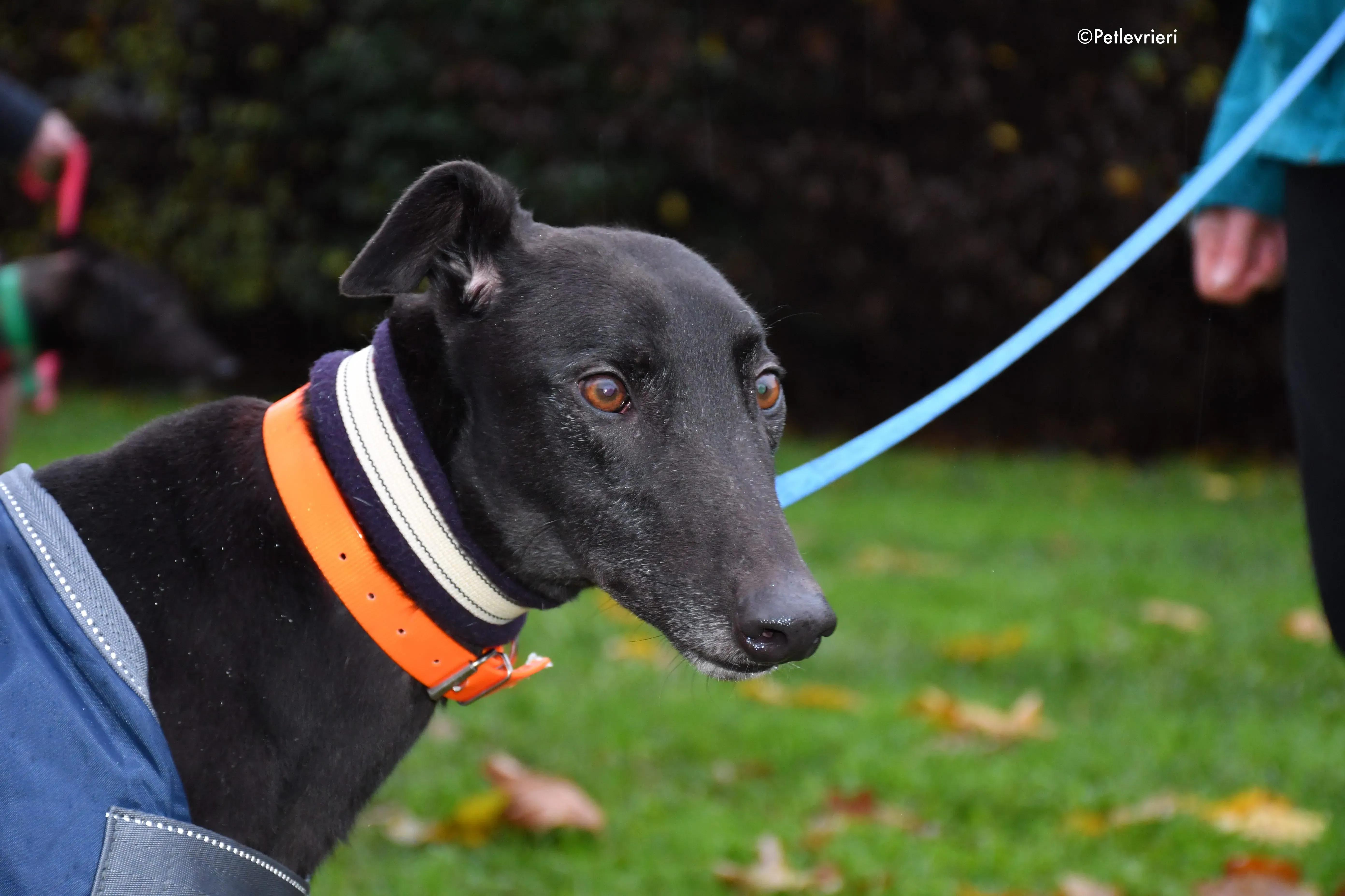 hubbard adozione levrieri greyhound 4