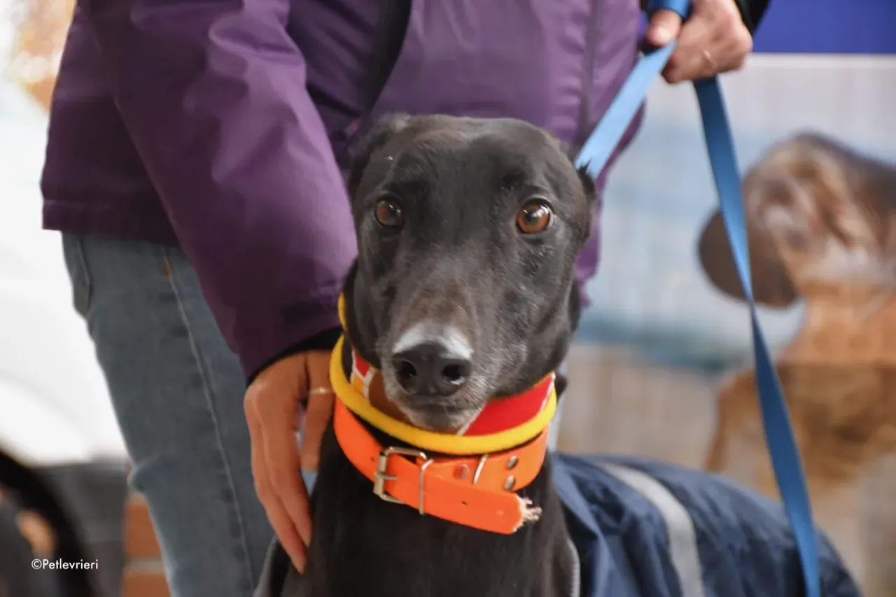 hubbard adozione levrieri greyhound 8 1