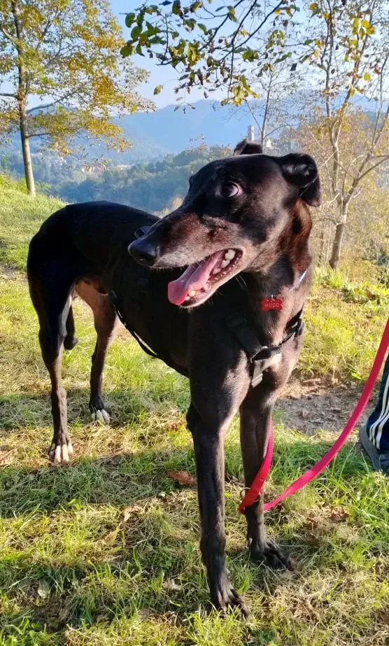 hug famiglia foster adozione levirieri cane nero 1