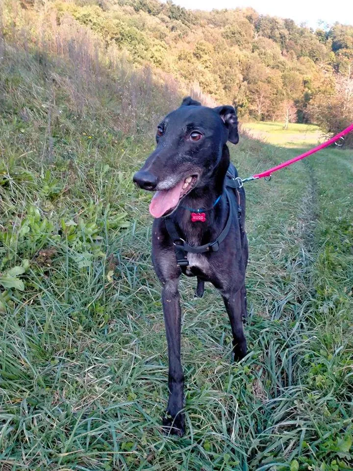 hug famiglia foster adozione levirieri cane nero 2