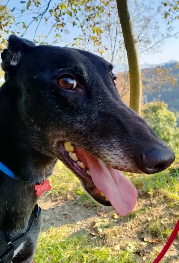 hug famiglia foster adozione levirieri cane nero 3