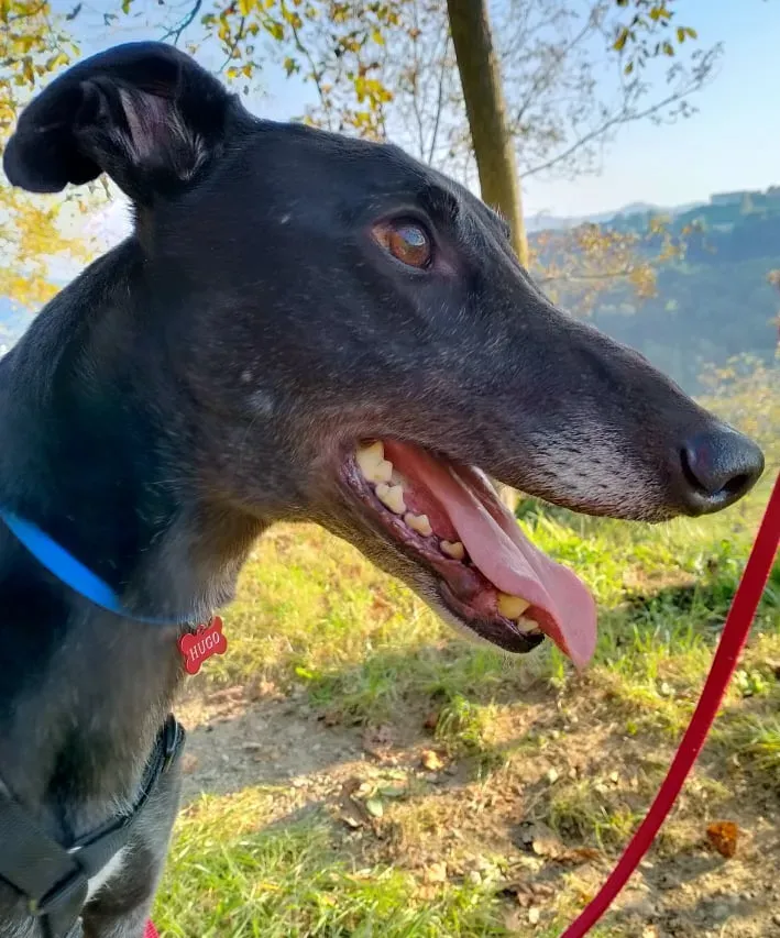 hug famiglia foster adozione levirieri cane nero 4