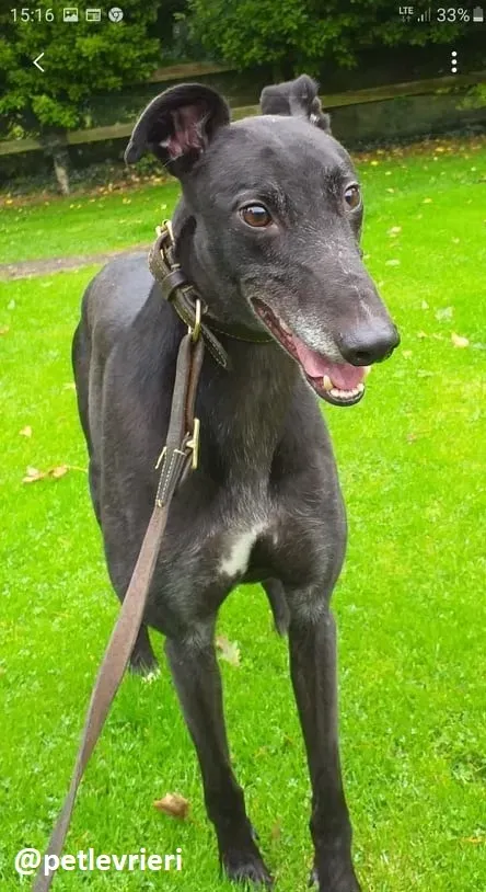 hugo adozione greyhound 1