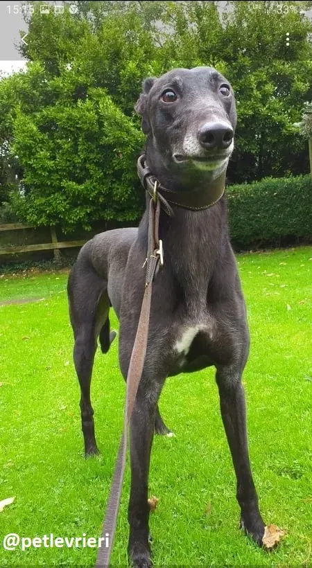 hugo adozione greyhound 6