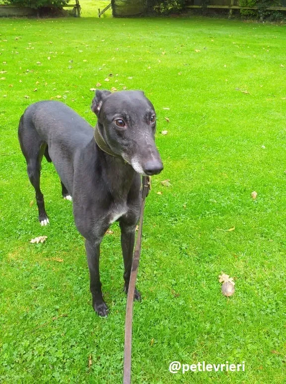 hugo adozione greyhound 7