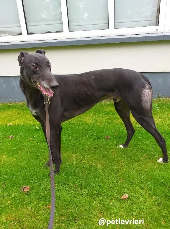 hugo adozione greyhound 8