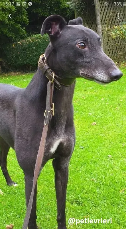 hugo adozione greyhound