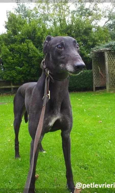 hugo adozione greyhound 3