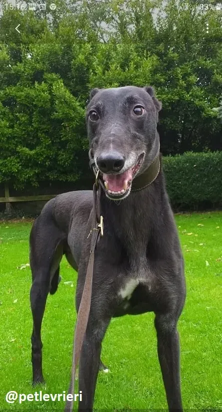 hugo adozione greyhound 4