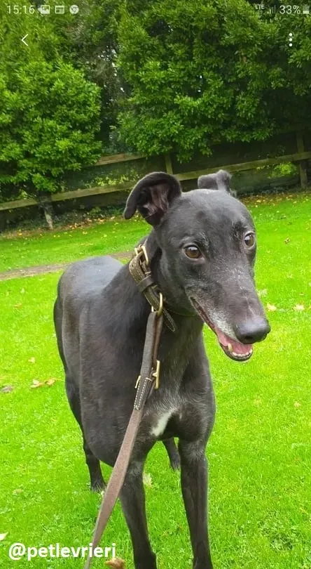 hugo adozione greyhound 2