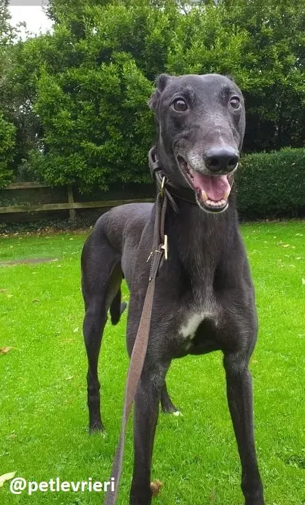 hugo adozione greyhound 5