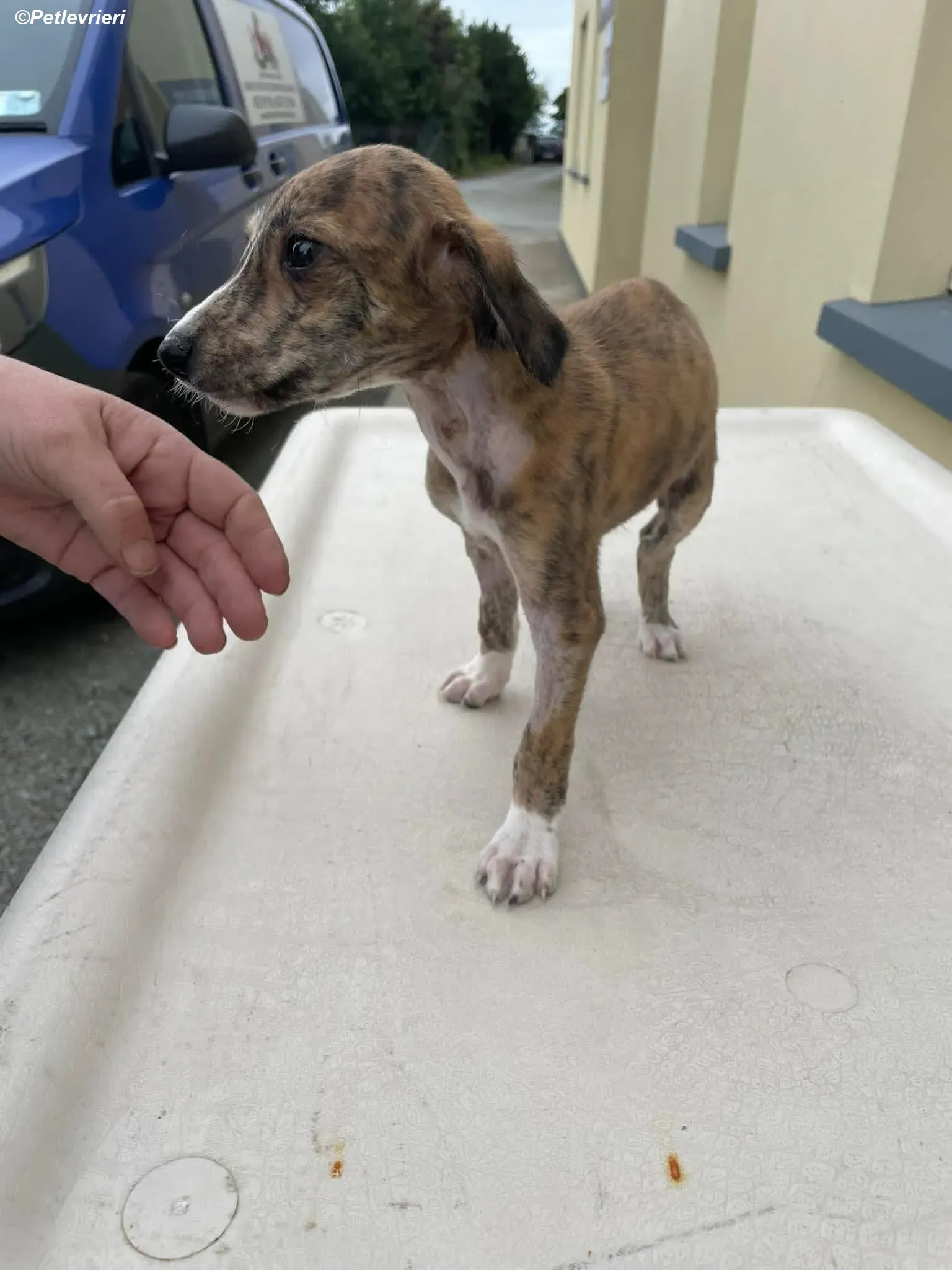 hugo adozione levrieri greyhound 4