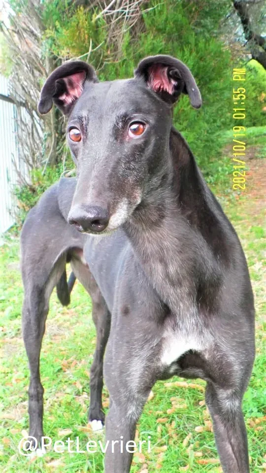 hugo adozione levrieri greyhound 40 2