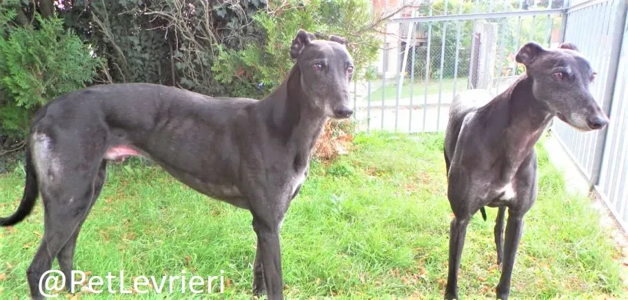 hugo adozione levrieri greyhound 41 2