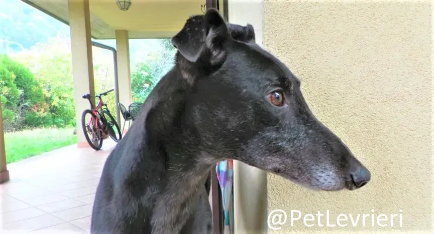 hugo adozione levrieri greyhound 42 2