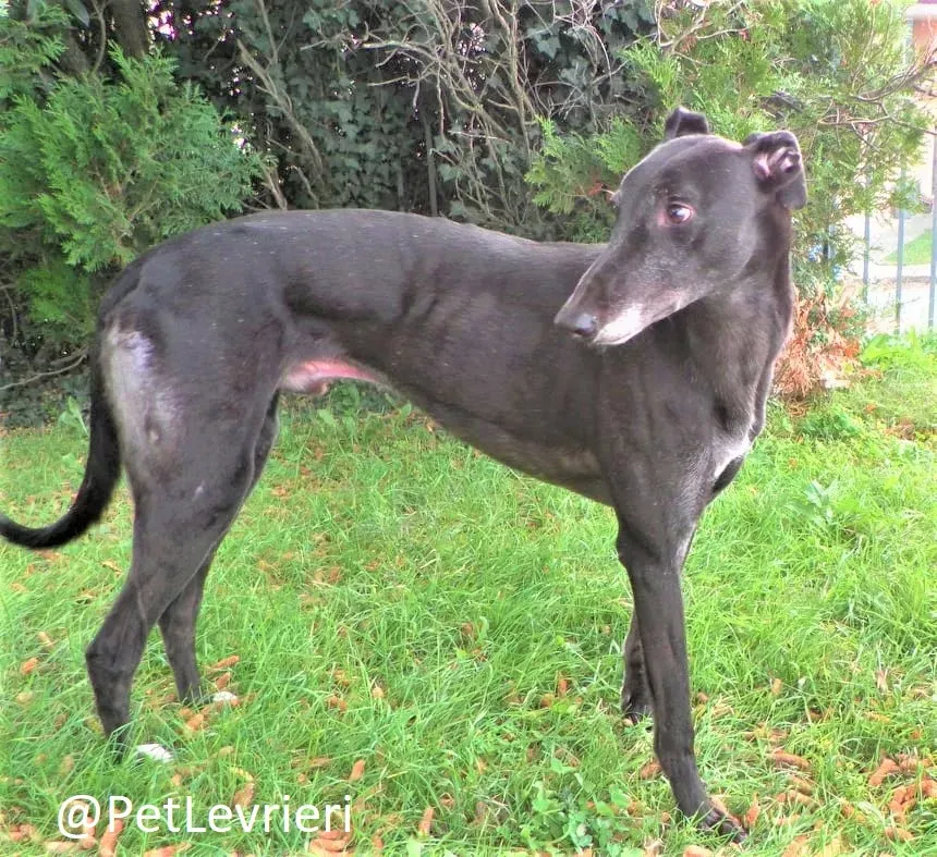 hugo adozione levrieri greyhound 43 2