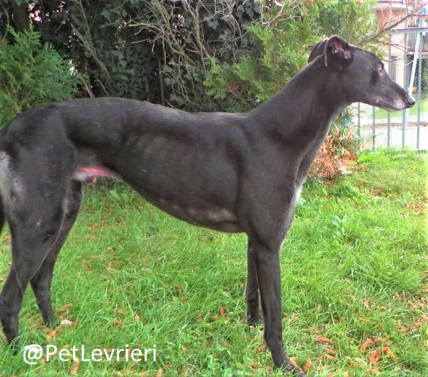 hugo adozione levrieri greyhound 44 2