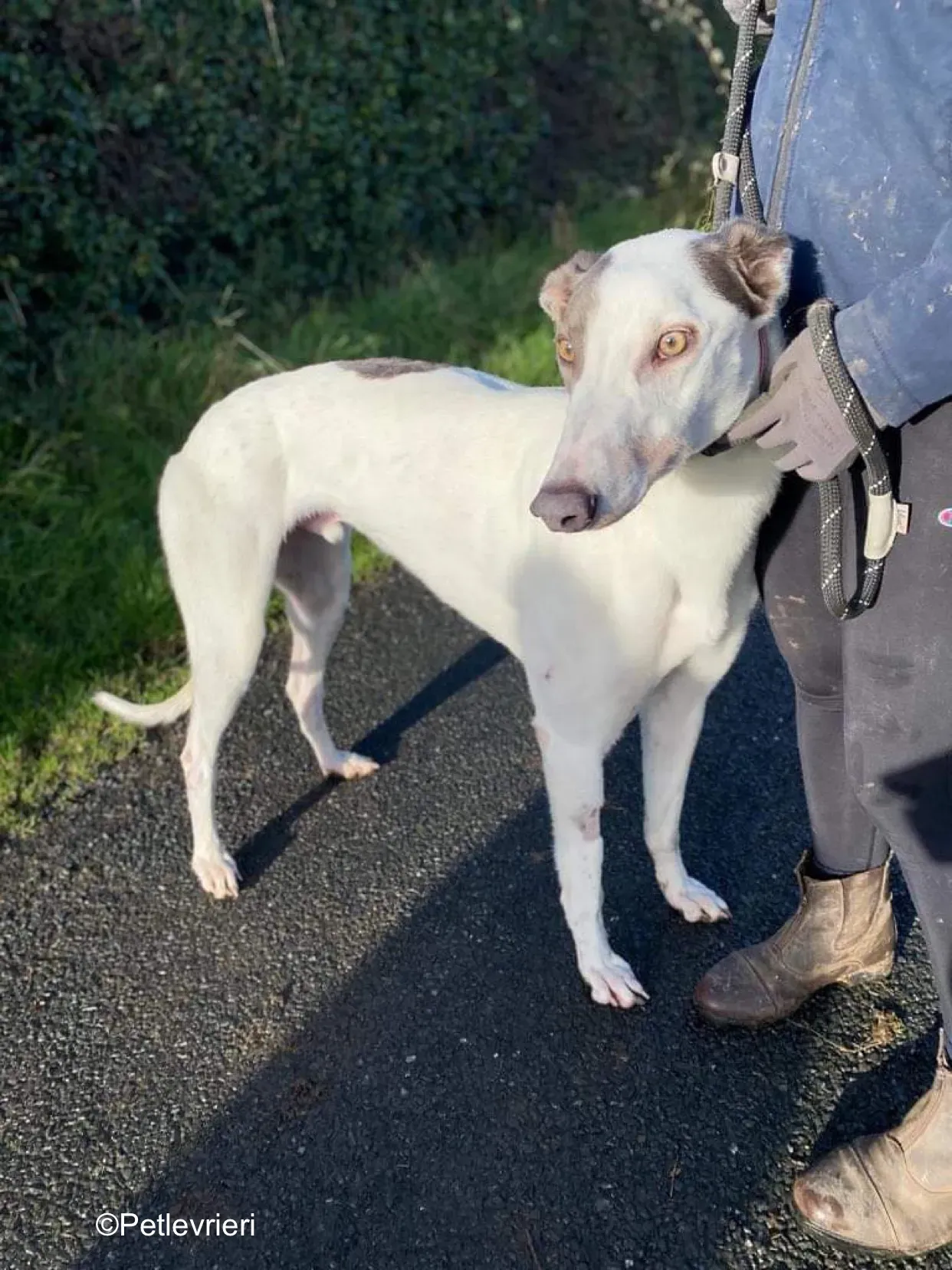 humphrey adozione levrieri greyhound 1