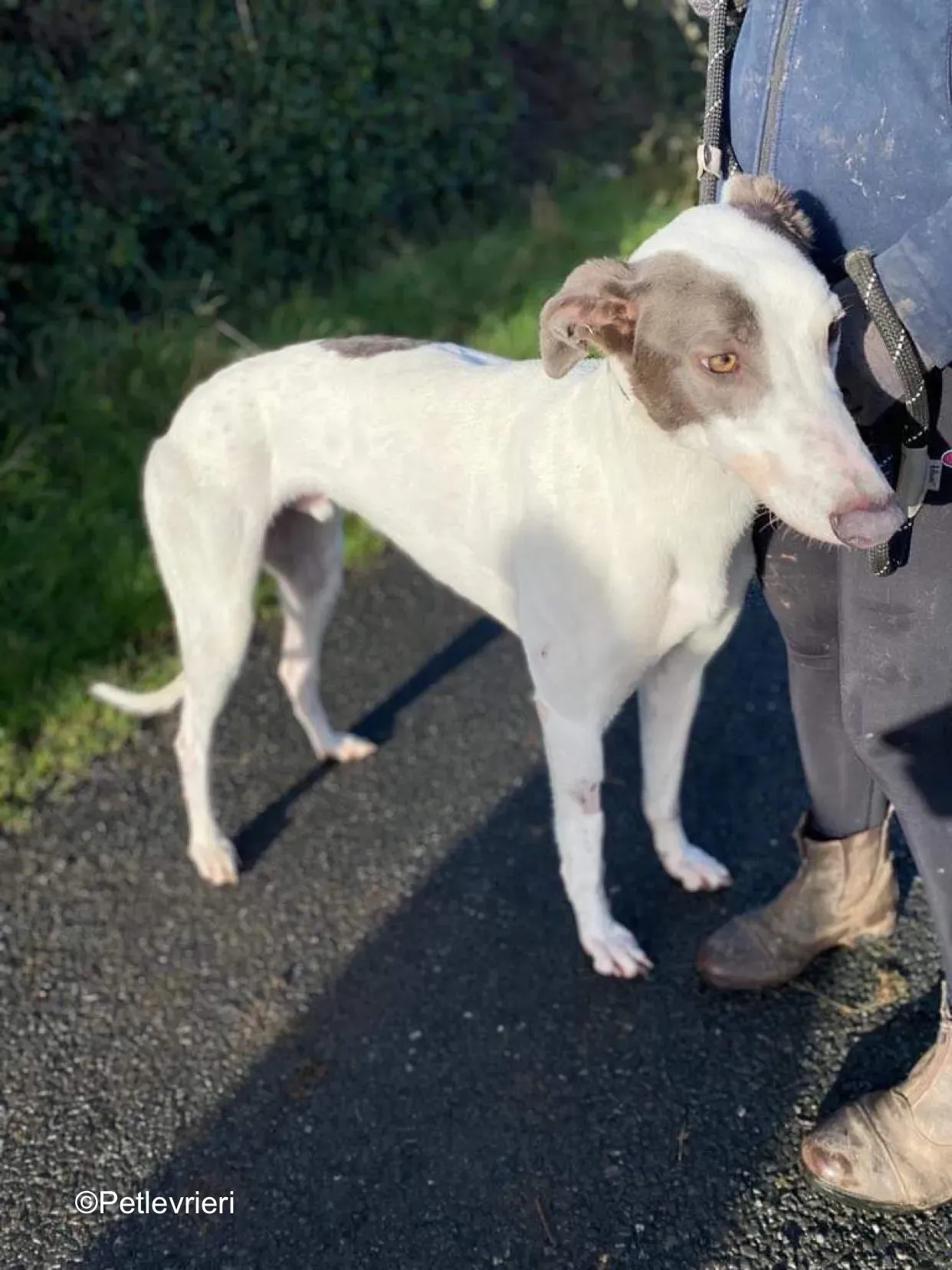 humphrey adozione levrieri greyhound 10