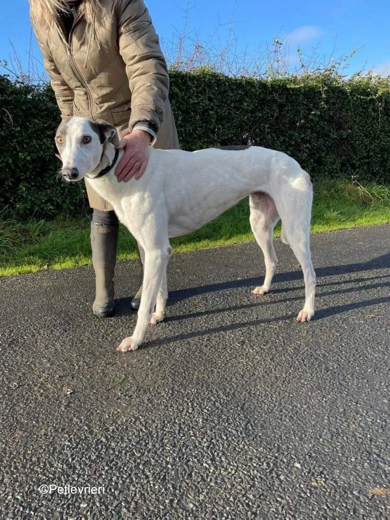 humphrey adozione levrieri greyhound 11