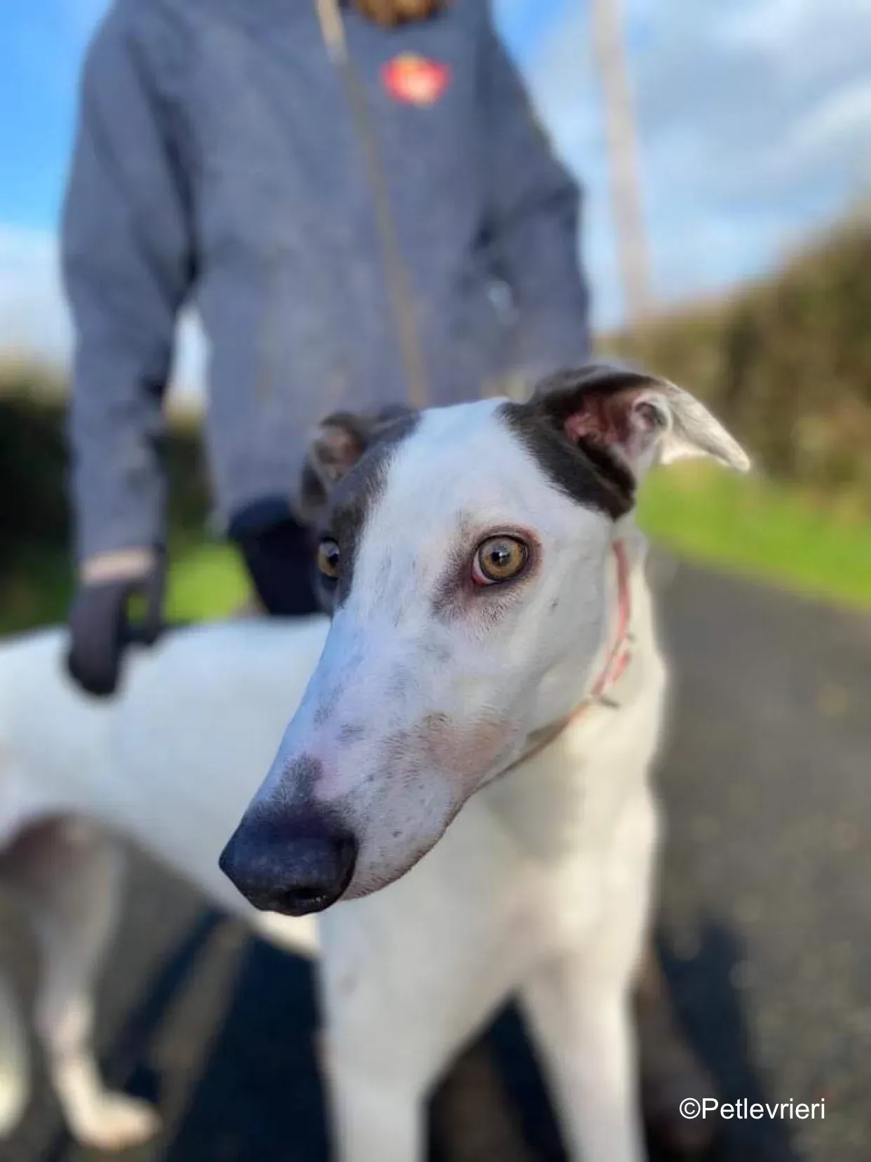 humphrey adozione levrieri greyhound 12