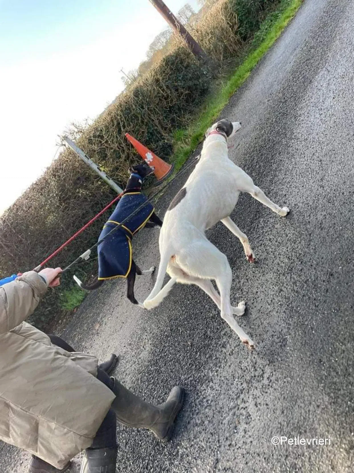 humphrey adozione levrieri greyhound 13