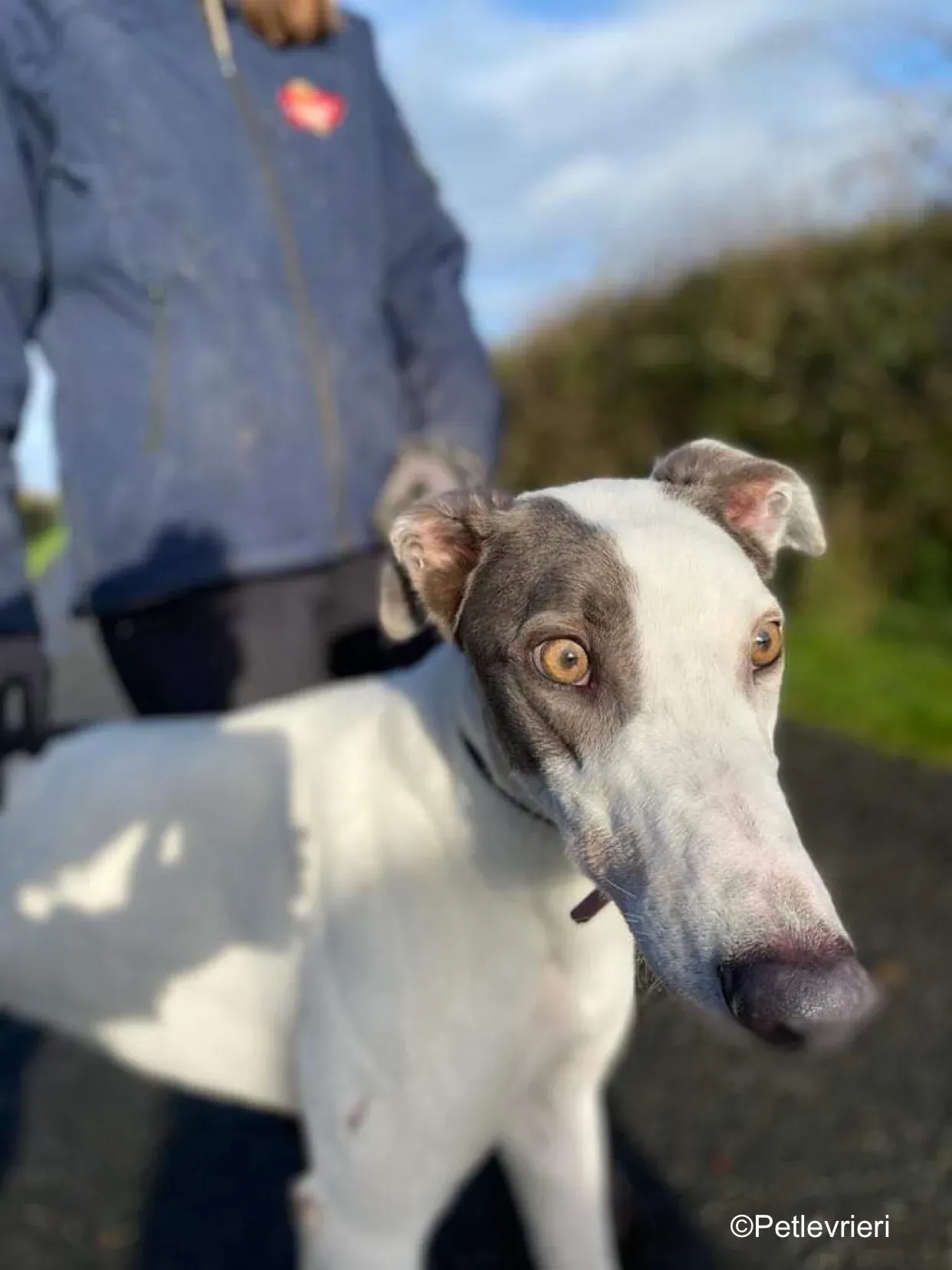 humphrey adozione levrieri greyhound 14