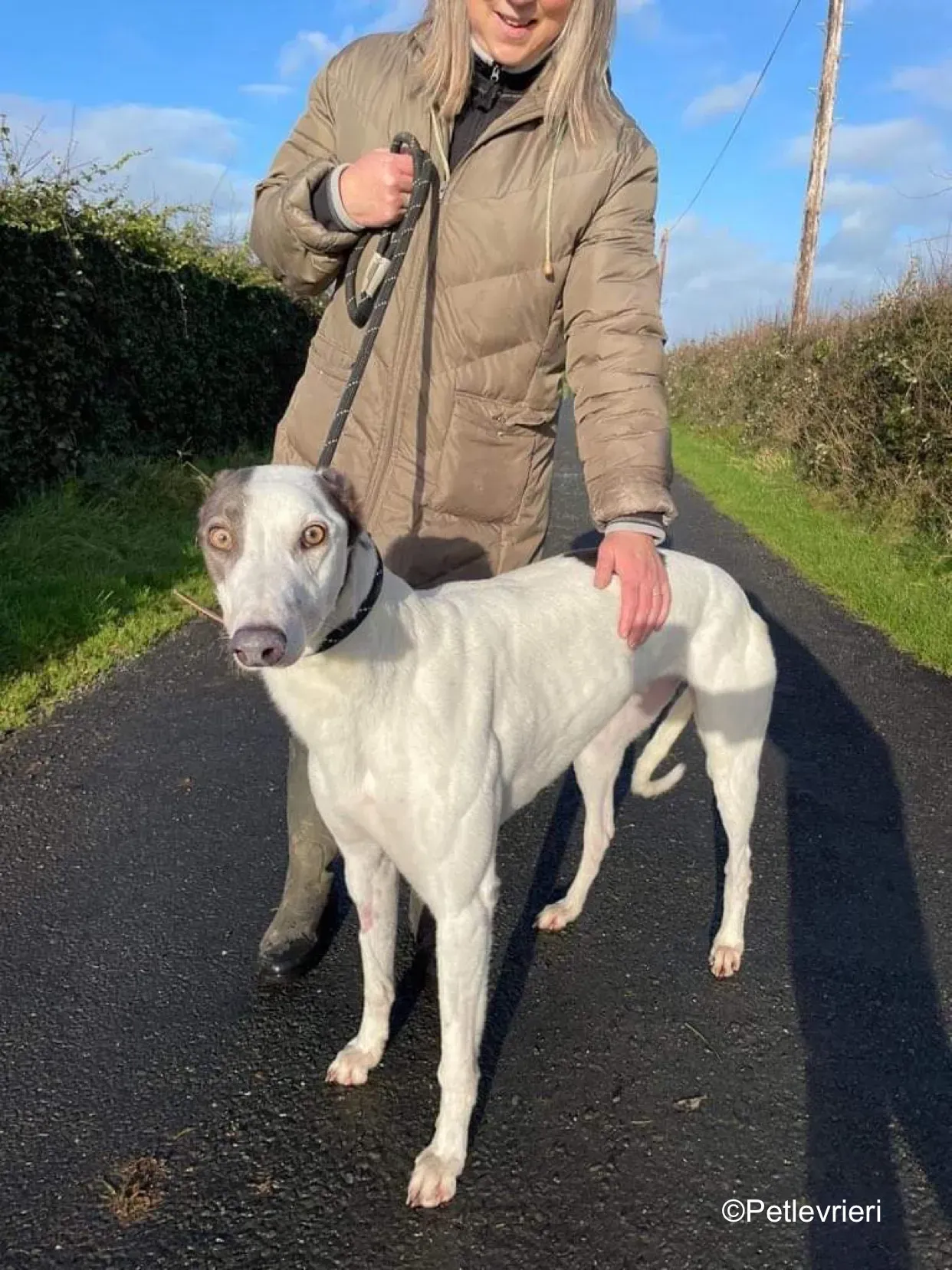 humphrey adozione levrieri greyhound 2