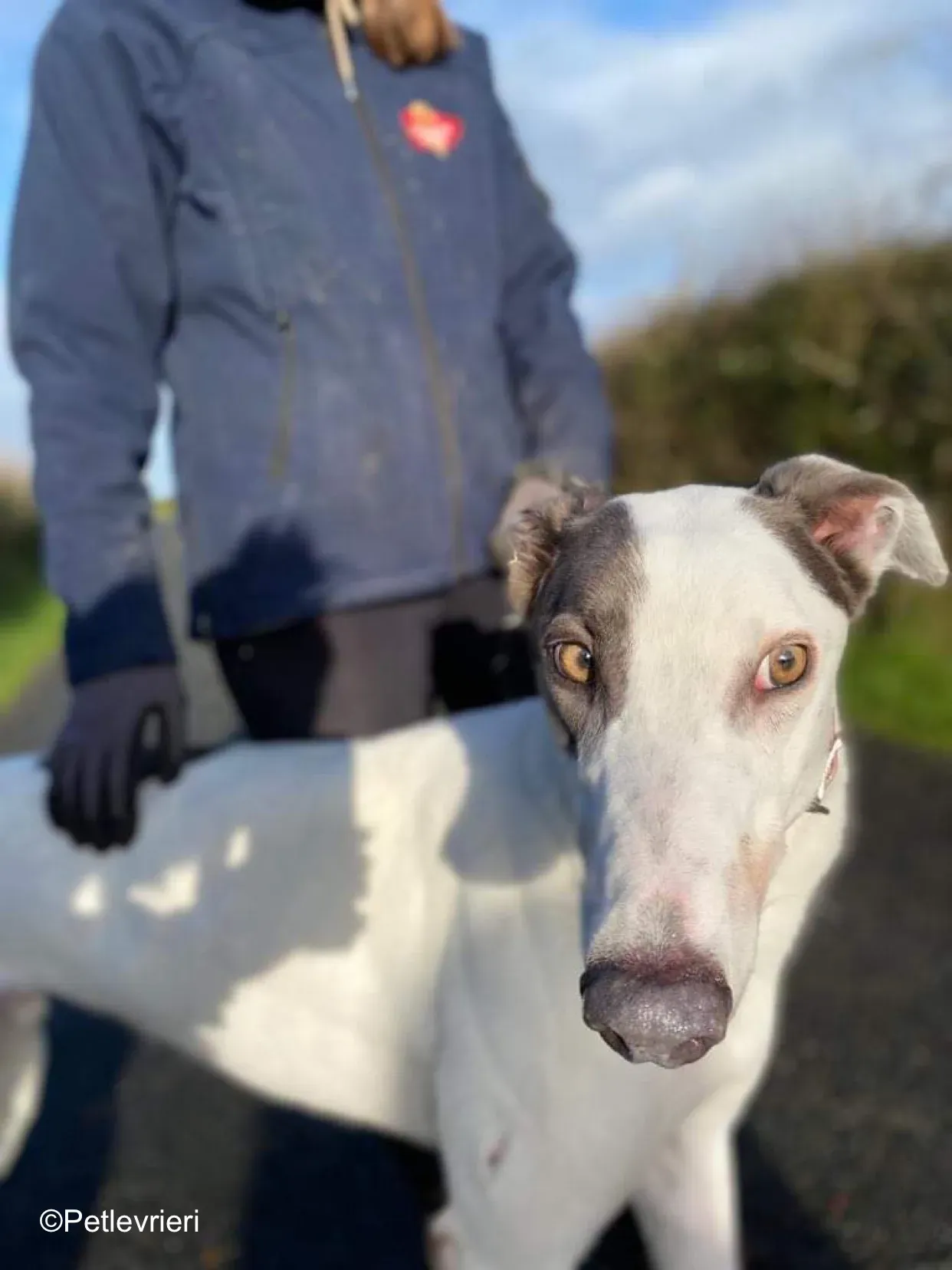 humphrey adozione levrieri greyhound 3