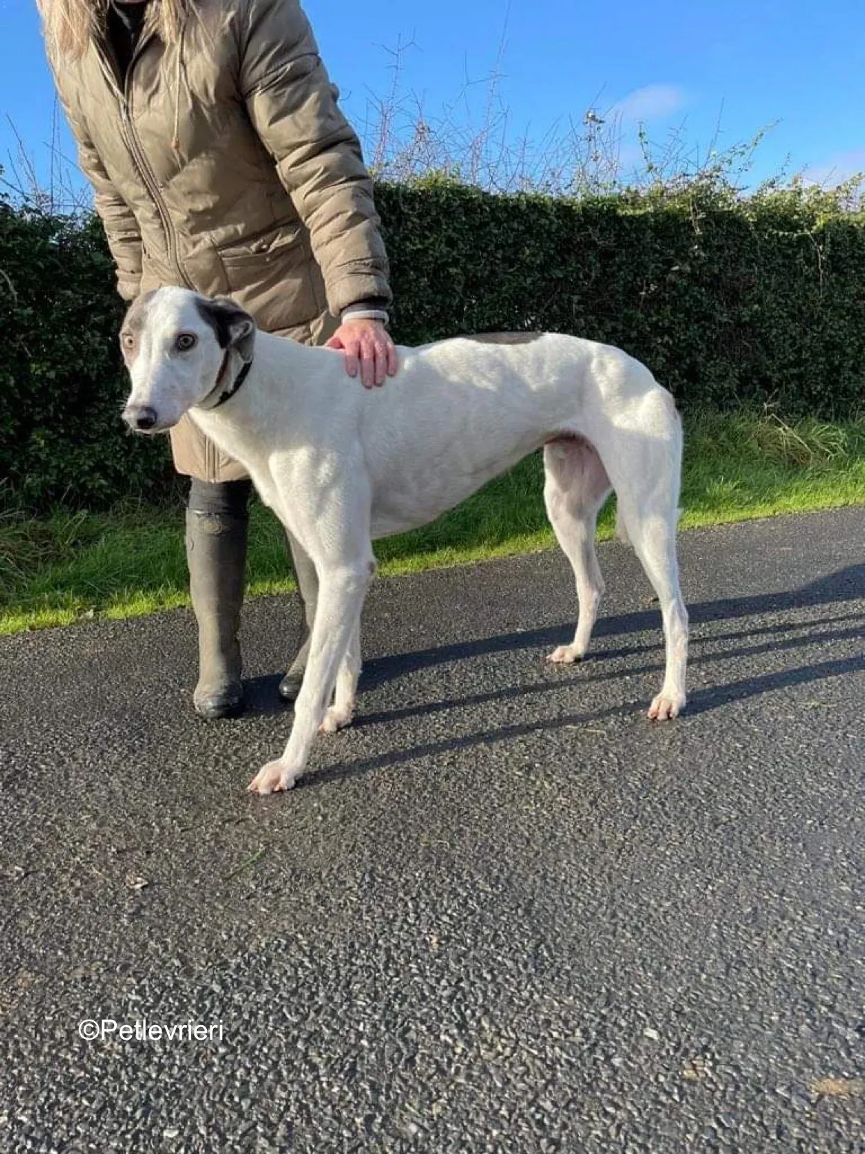 humphrey adozione levrieri greyhound 4