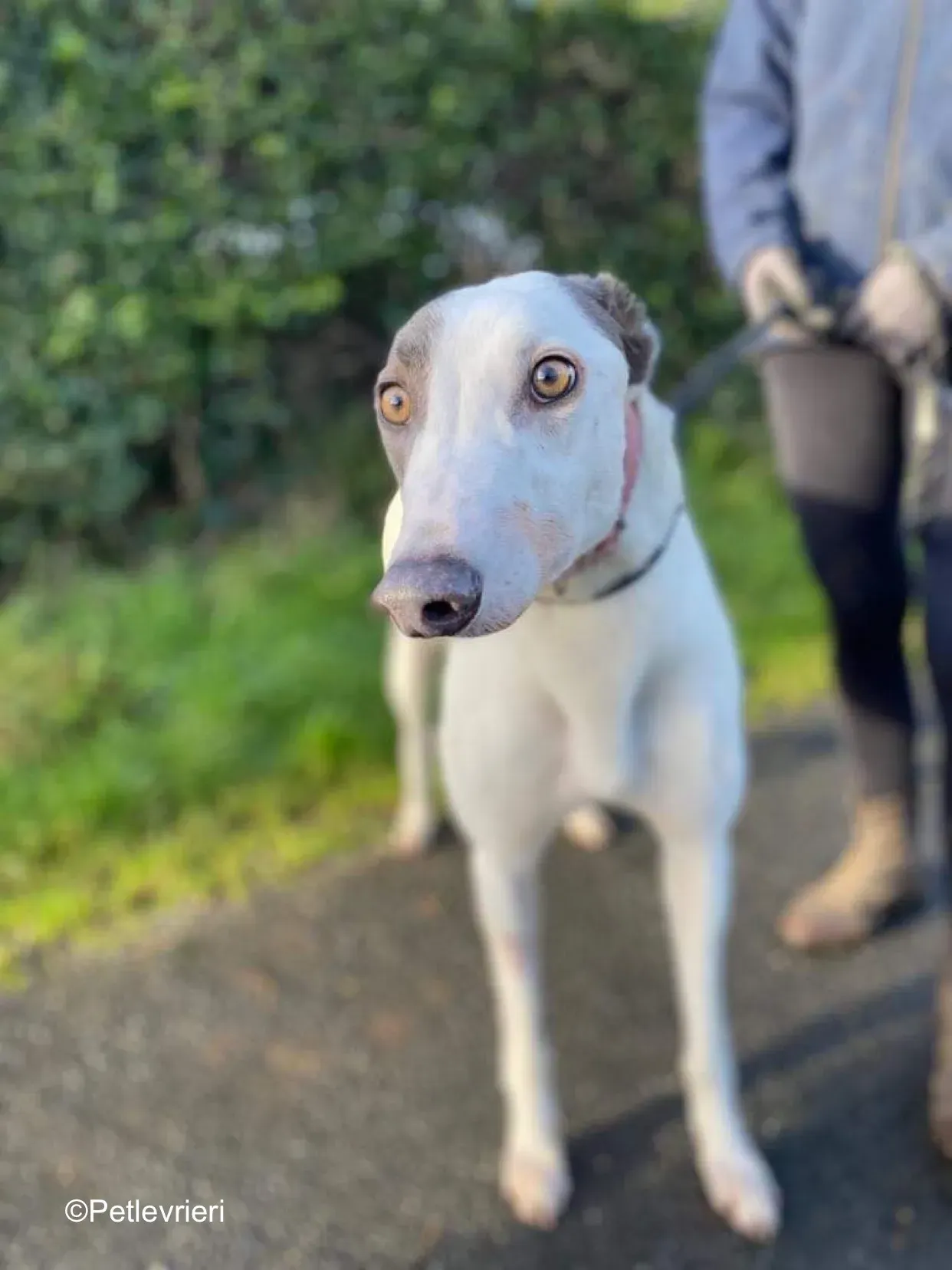 humphrey adozione levrieri greyhound 5
