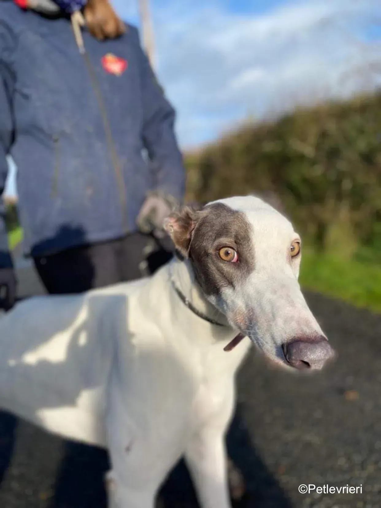 humphrey adozione levrieri greyhound 6
