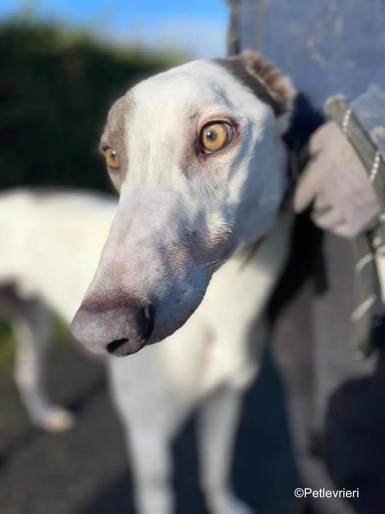 humphrey adozione levrieri greyhound 7