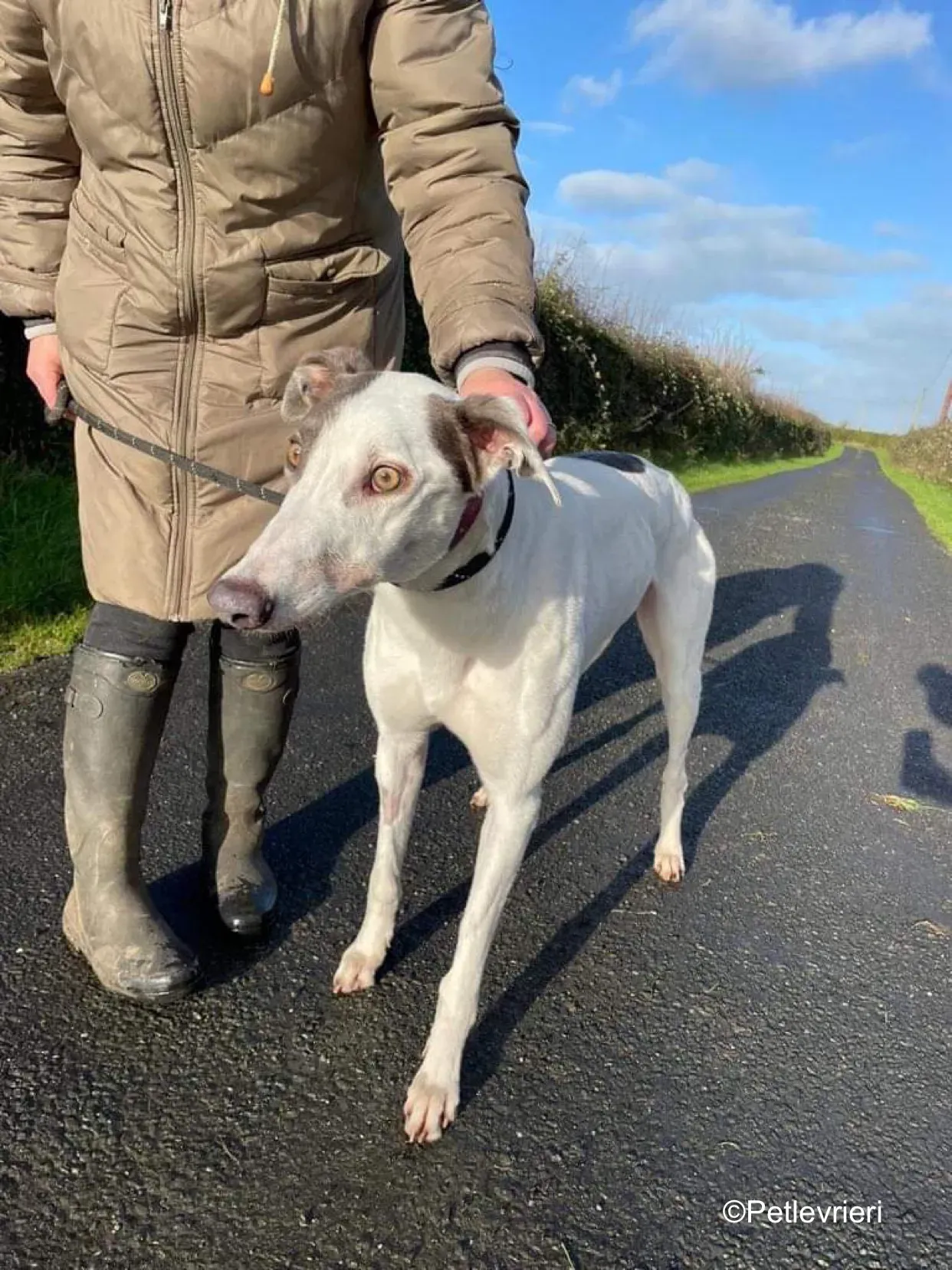 humphrey adozione levrieri greyhound 8