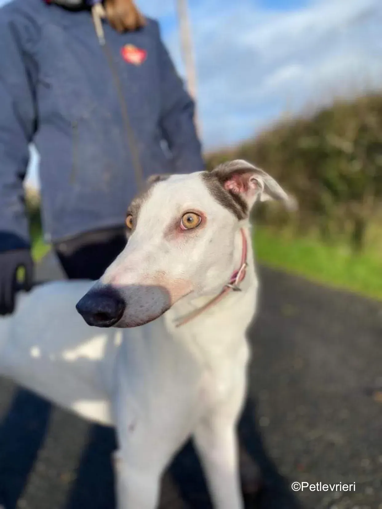 humphrey adozione levrieri greyhound 9