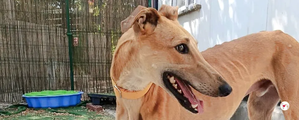 hunger galgo adozione 00 copertina b