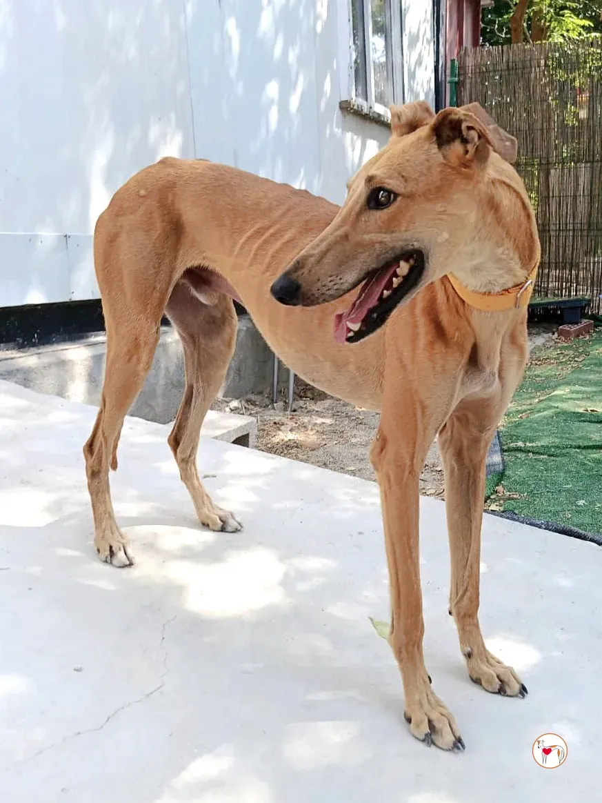 hunger galgo adozione 01