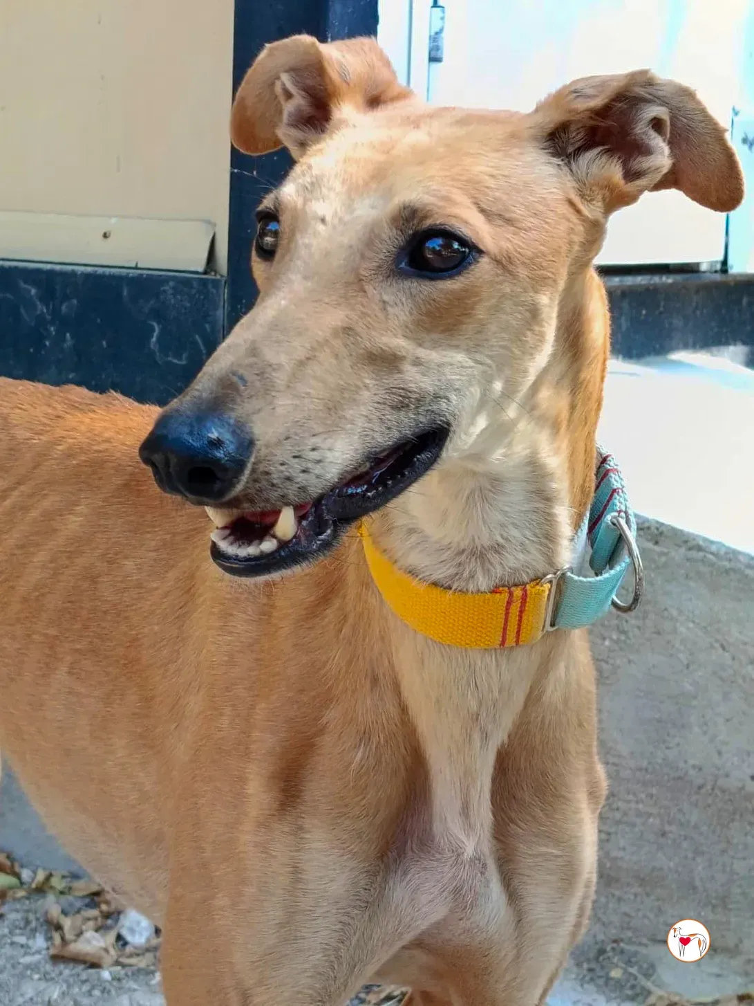 hunger galgo adozione 02