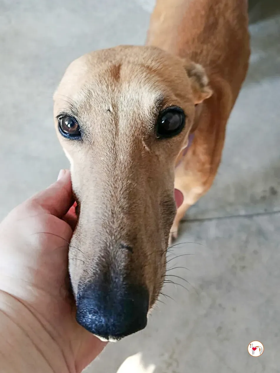 hunger galgo adozione 03