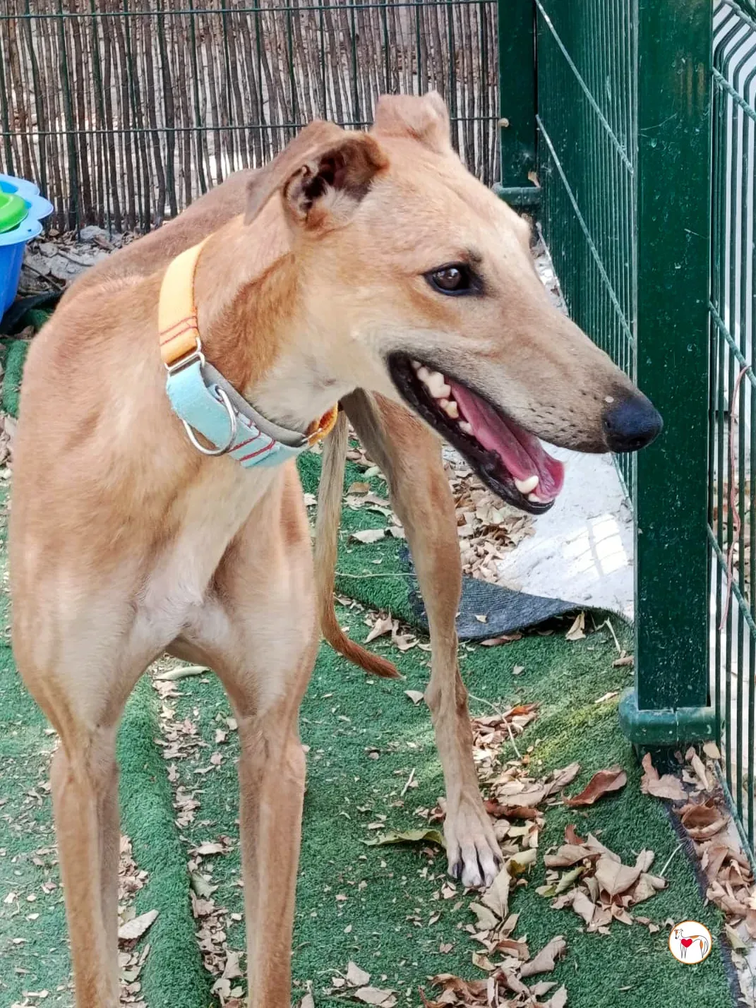 hunger galgo adozione 05