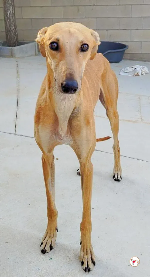 hunger galgo adozione 06